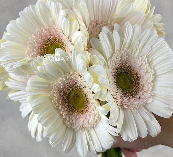 Gerbera Michelle Zoom Gerbera Michelle