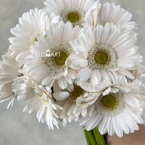 Gerbera Opus
