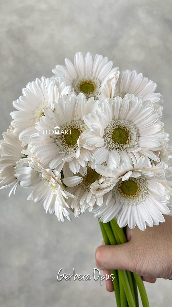 Gerbera Opus