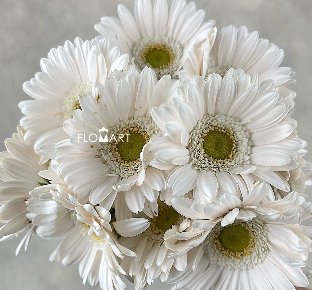 Gerbera Opus