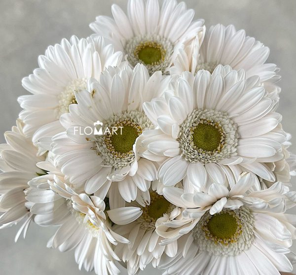 Gerbera Opus Zoom Gerbera Opus