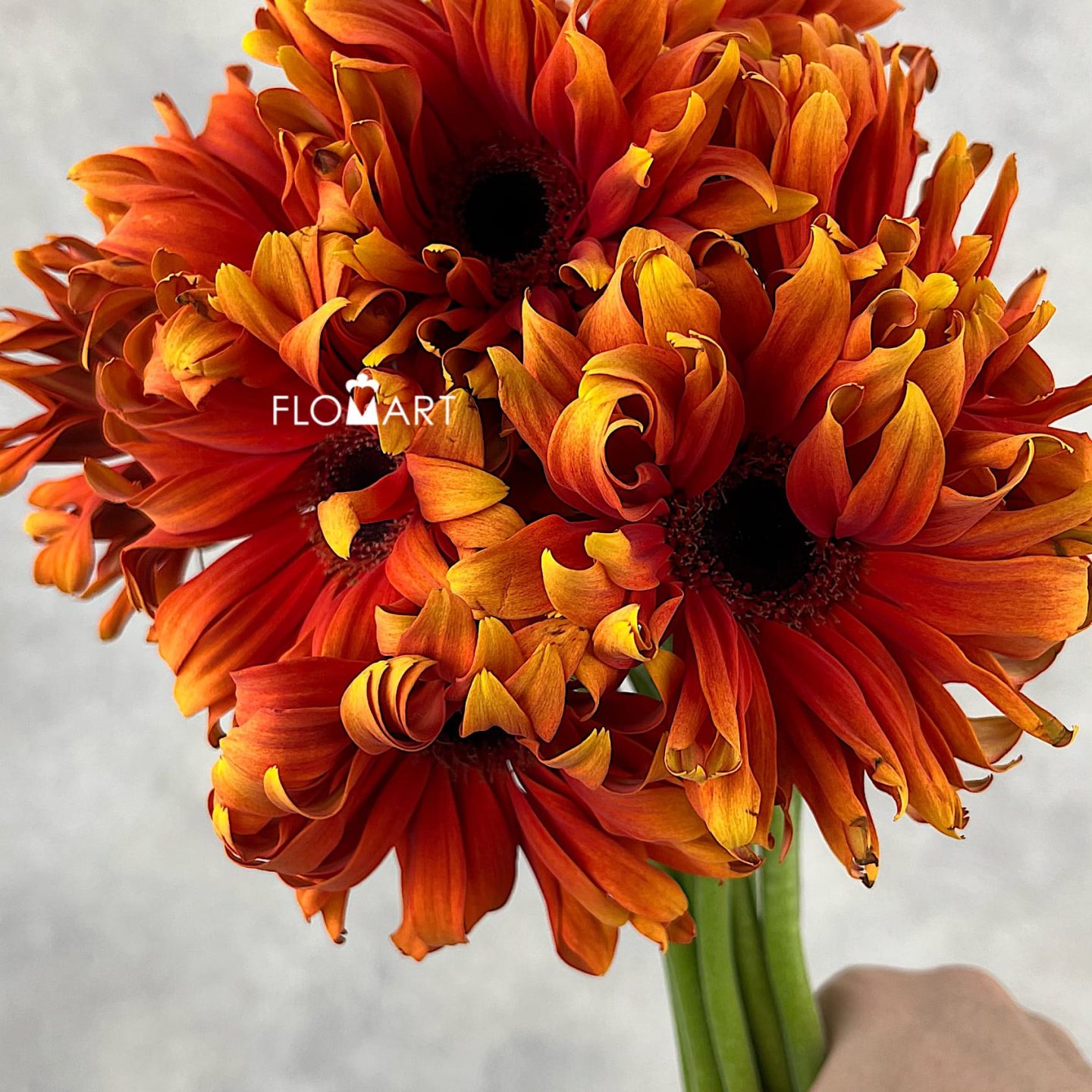 Gerbera Pasta Caprese