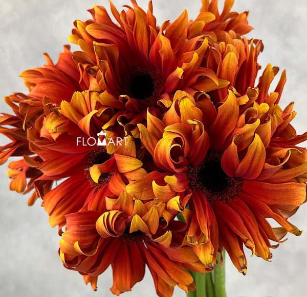 Gerbera Pasta Caprese