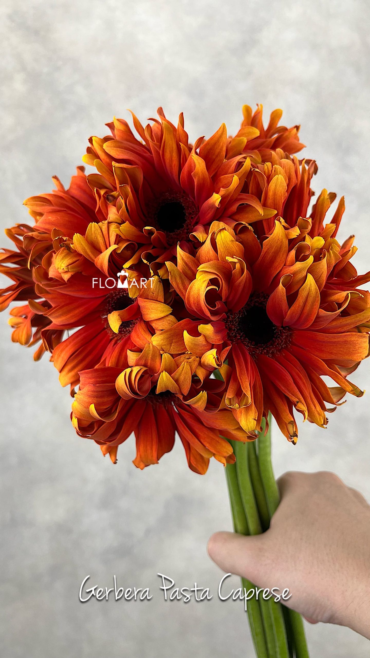 Gerbera Pasta Caprese