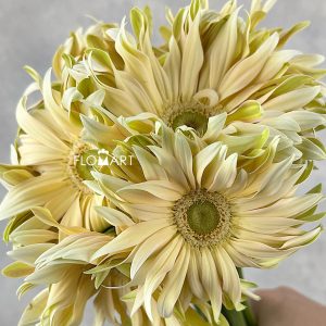 Gerbera Pasta Carbonara