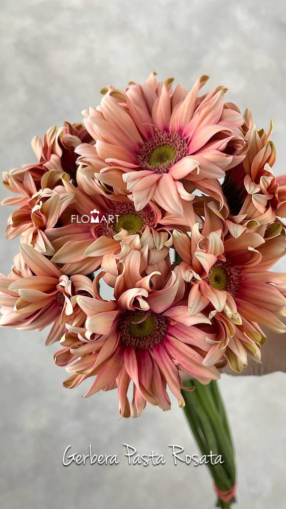 Gerbera Pasta Rosata