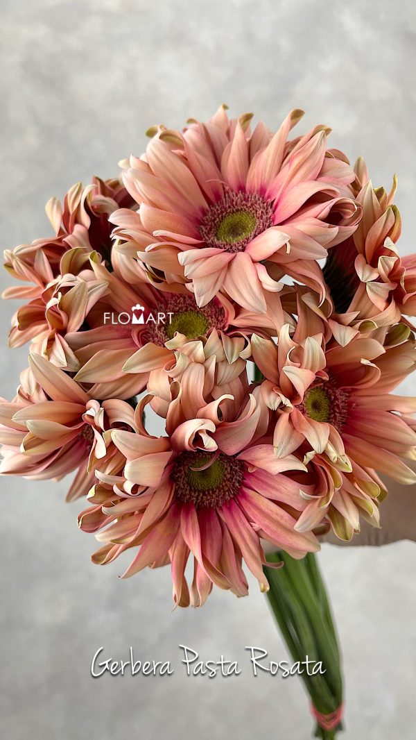 Gerbera Pasta Rosata