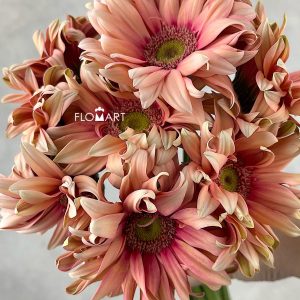 Gerbera Pasta Rosata