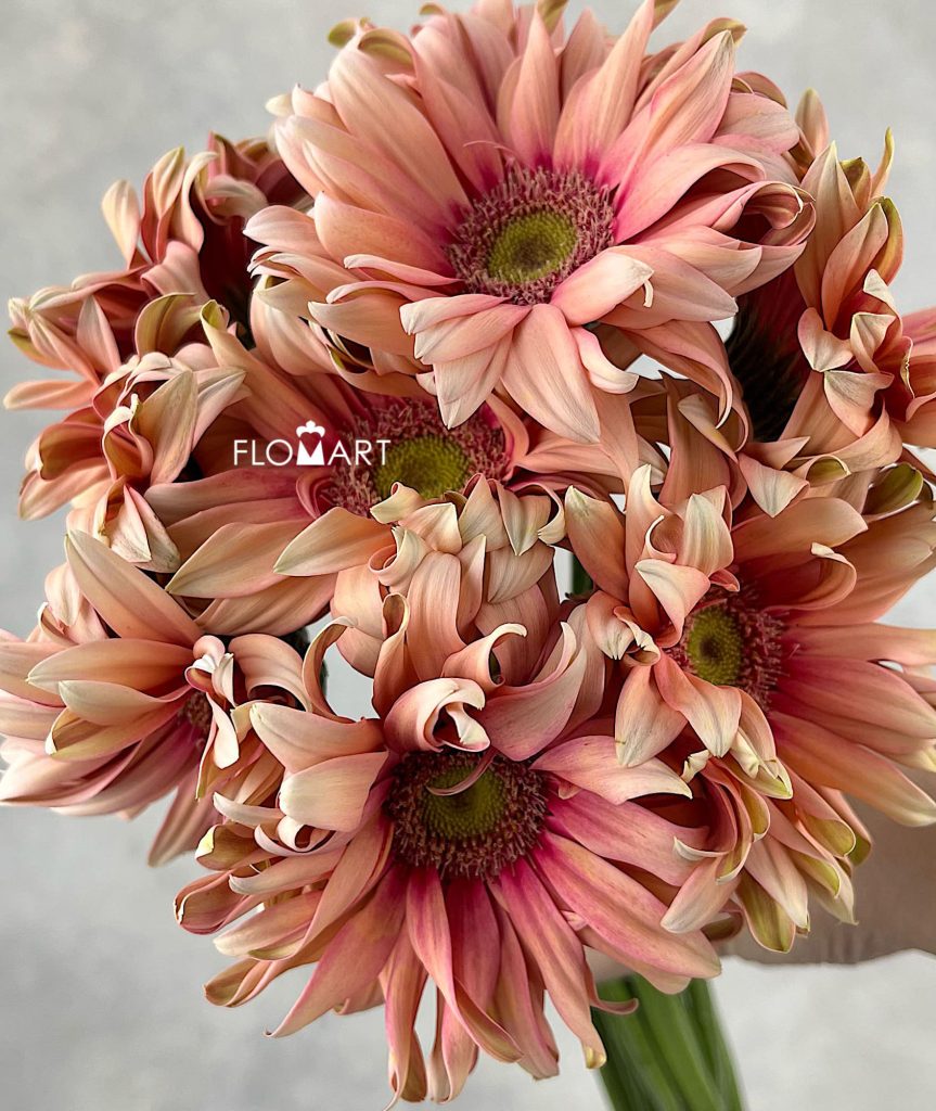 Gerbera Pasta Rosata