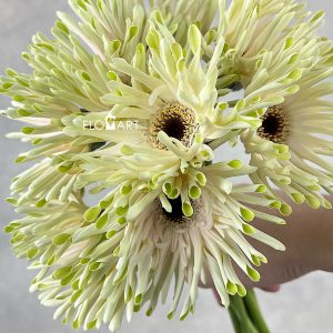 Gerbera Pastini Arona - Image 2