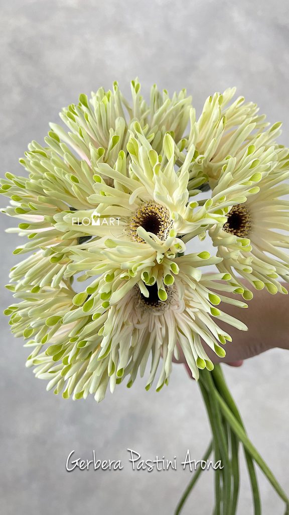 Gerbera Pastini Arona
