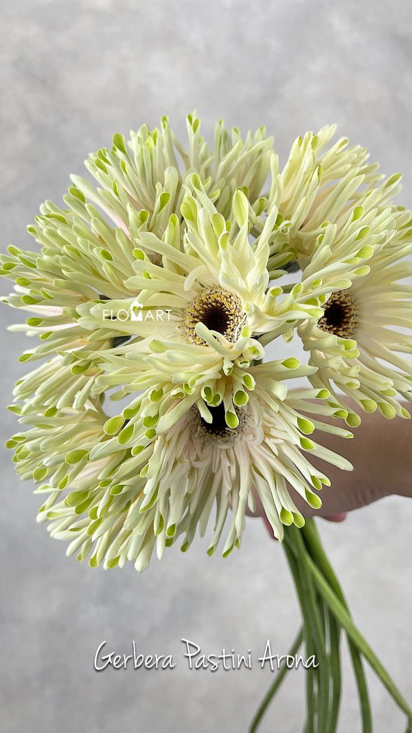 Gerbera Pastini Arona