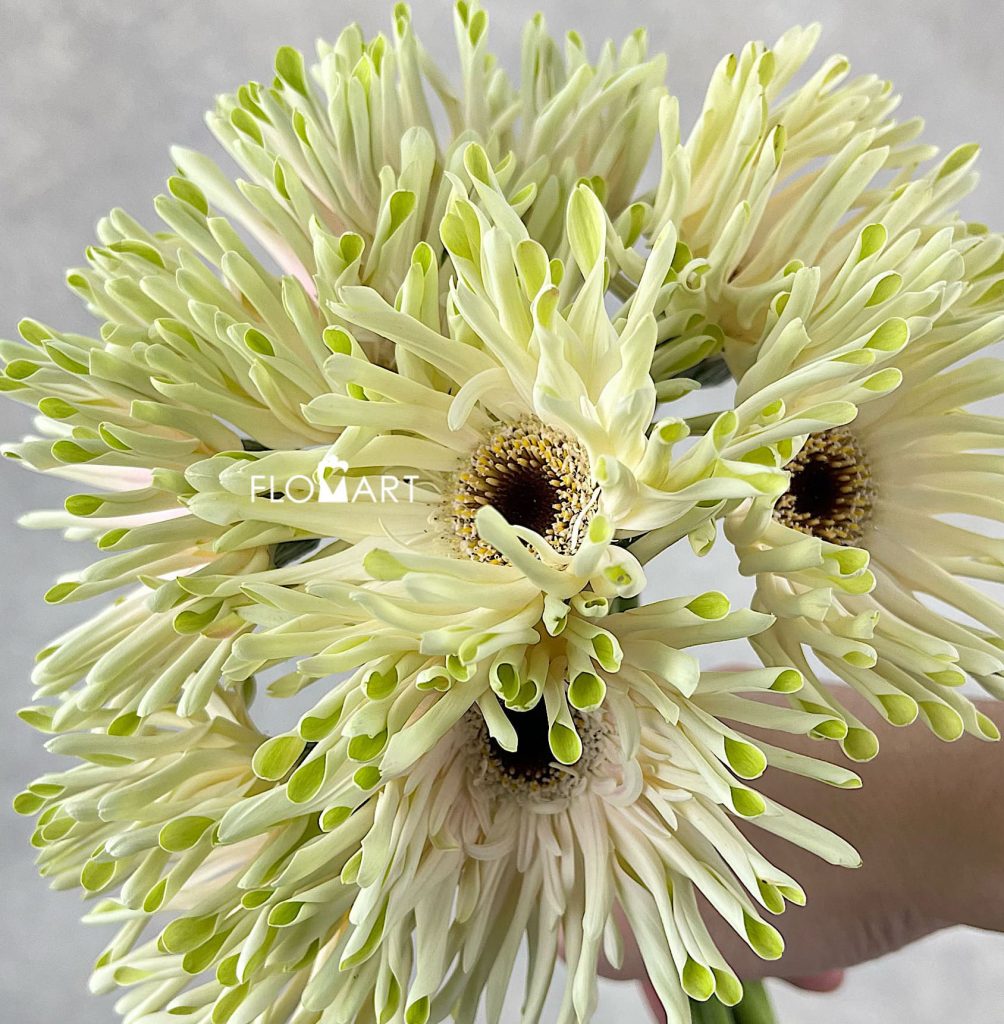 Gerbera Pastini Arona