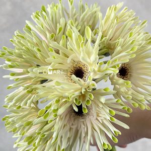 Gerbera Pastini Arona