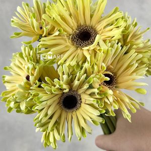 Gerbera Pastini Corvara - Image 2