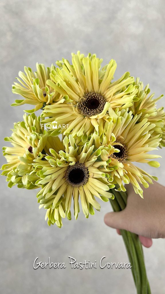Gerbera Pastini Corvara