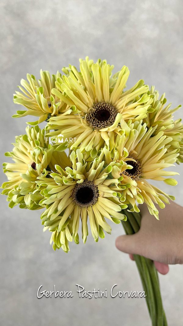Gerbera Pastini Corvara