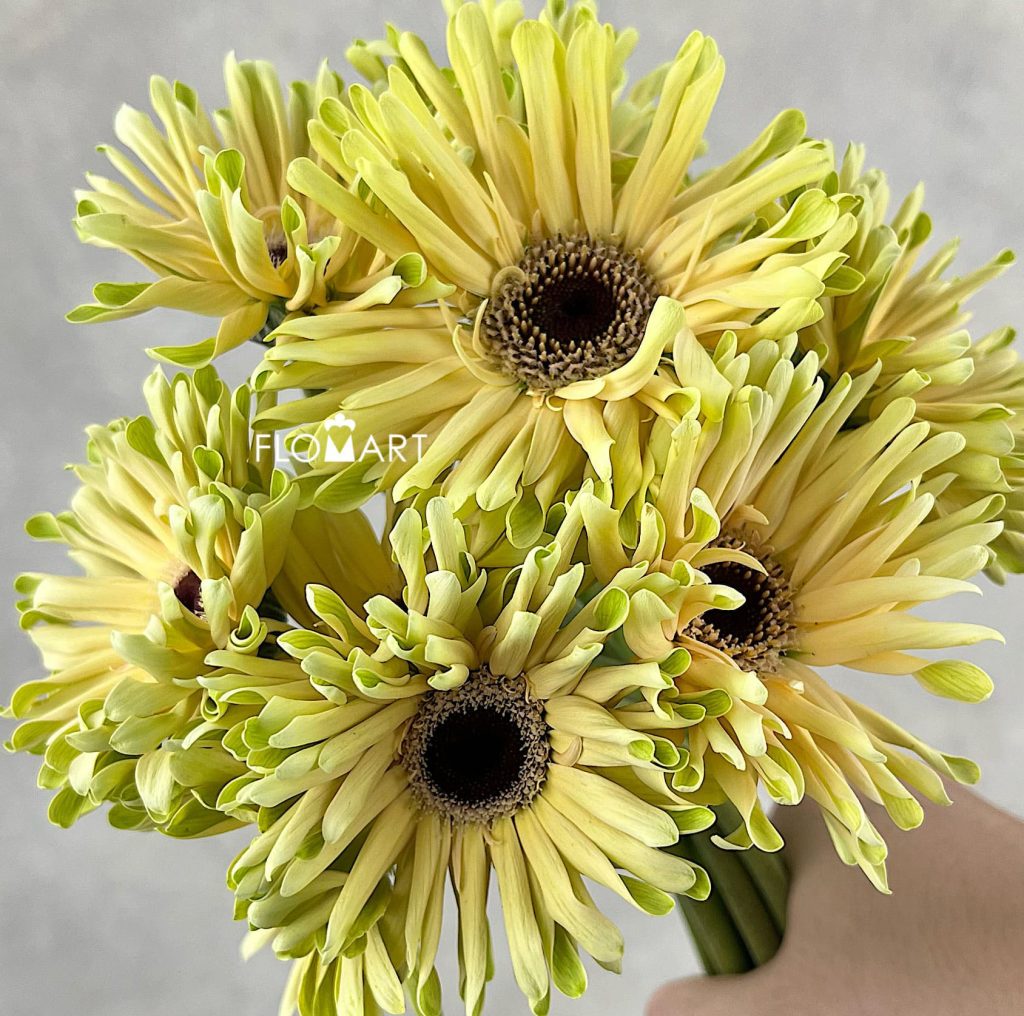 Gerbera Pastini Corvara