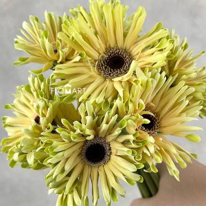 Gerbera Pastini Corvara