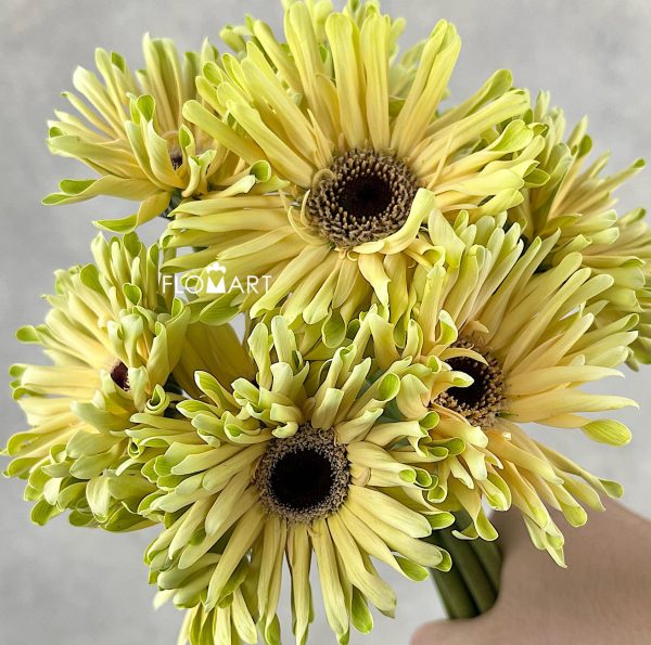 Gerbera Pastini Corvara