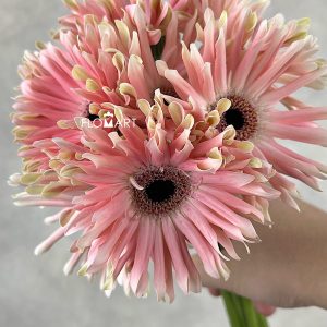 Gerbera Pastini Pesaro - Image 2