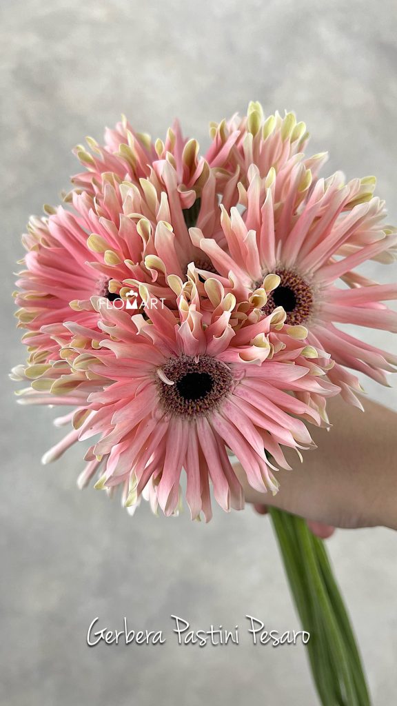 Gerbera Pastini Pesaro