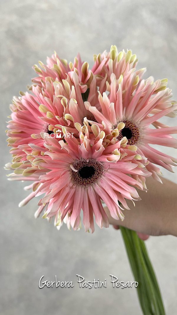 Gerbera Pastini Pesaro