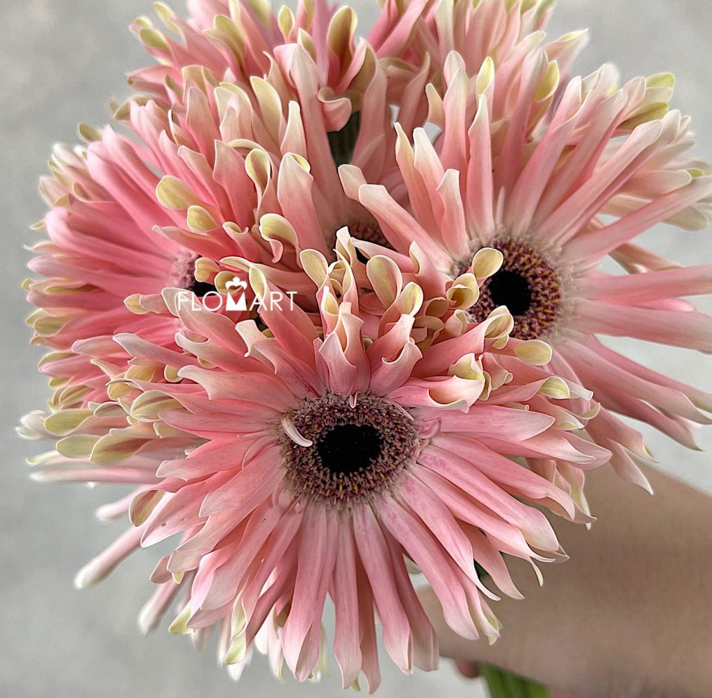 Gerbera Pastini Pesaro