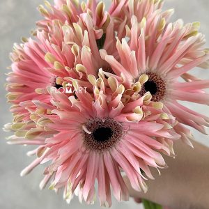 Gerbera Pastini Pesaro