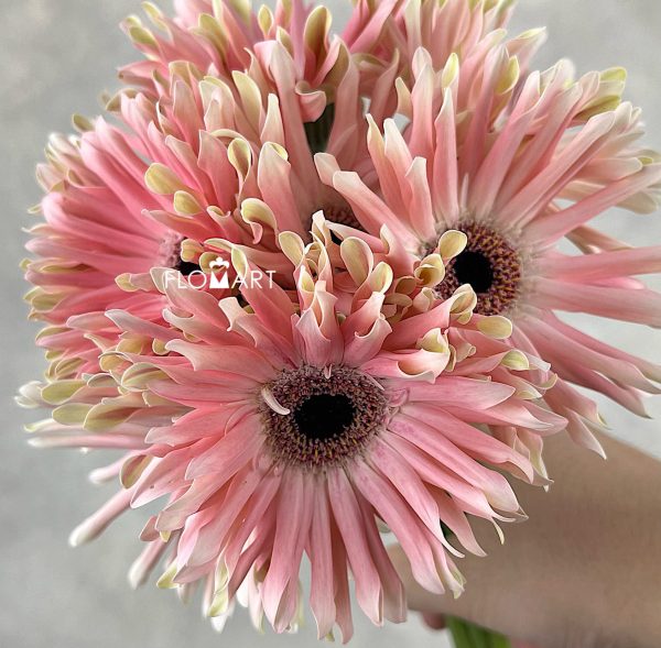 Gerbera Pastini Pesaro
