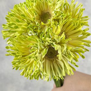 Gerbera Pastini Pistachio - Image 2