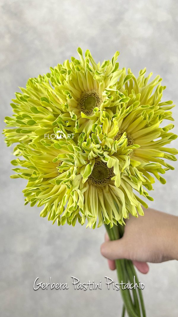 Gerbera Pastini Pistachio