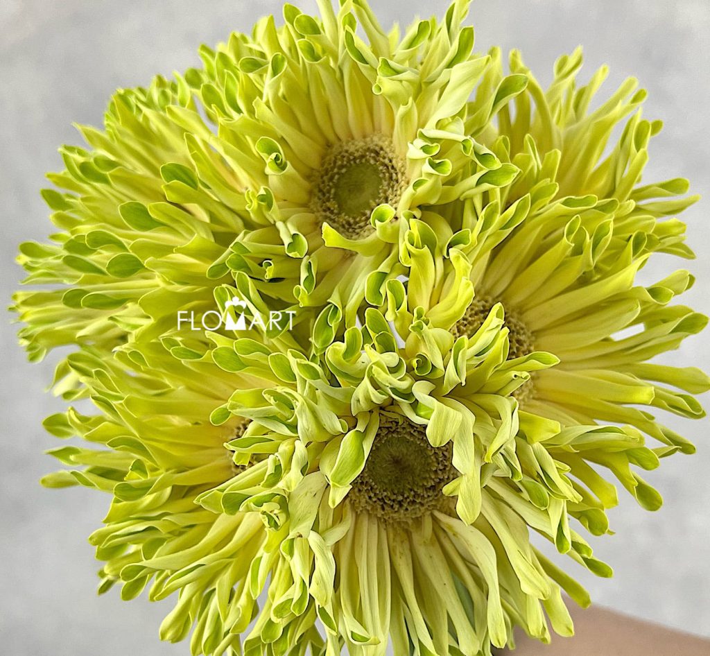 Gerbera Pastini Pistachio