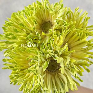 Gerbera Pastini Pistachio