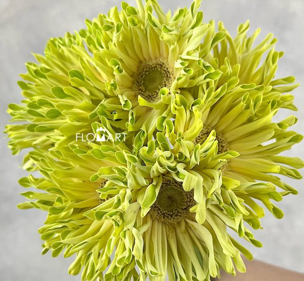 Gerbera Pastini Pistachio