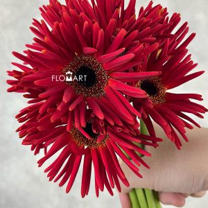 Gerbera Pastini Soiree