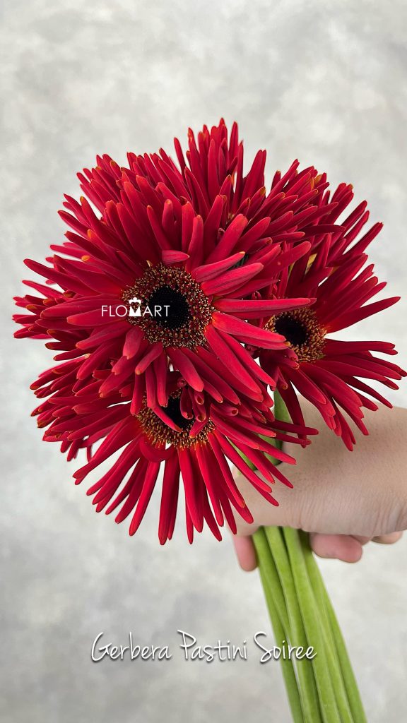 Gerbera Pastini Soiree