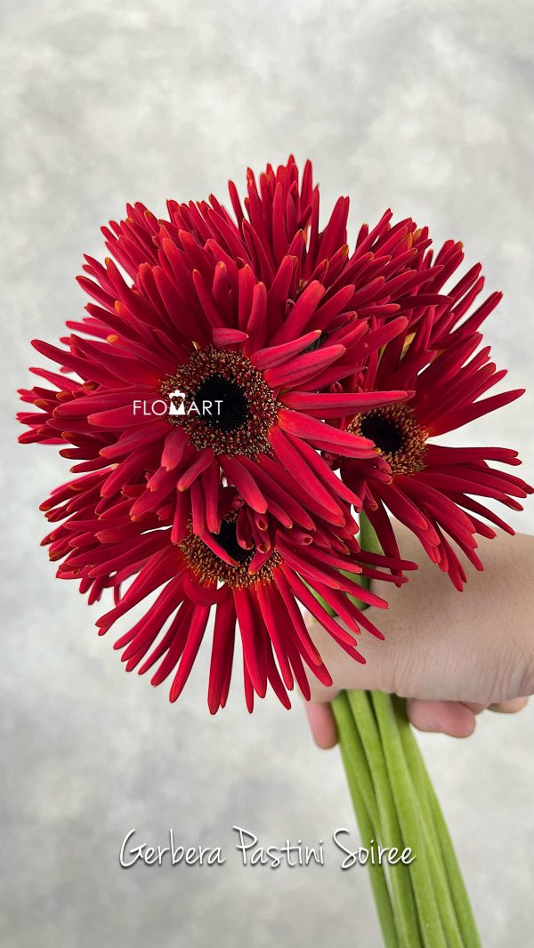 Gerbera Pastini Soiree Gerbera Pastini Soiree