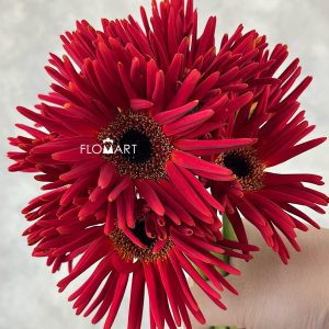 Gerbera Pastini Soiree - Image 2