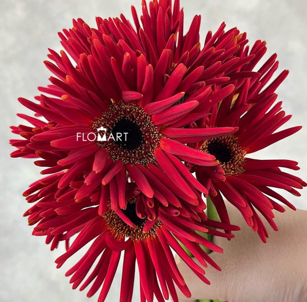 Gerbera Pastini Soiree