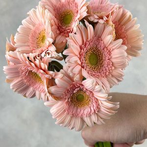 Gerbera Pelican - Image 2
