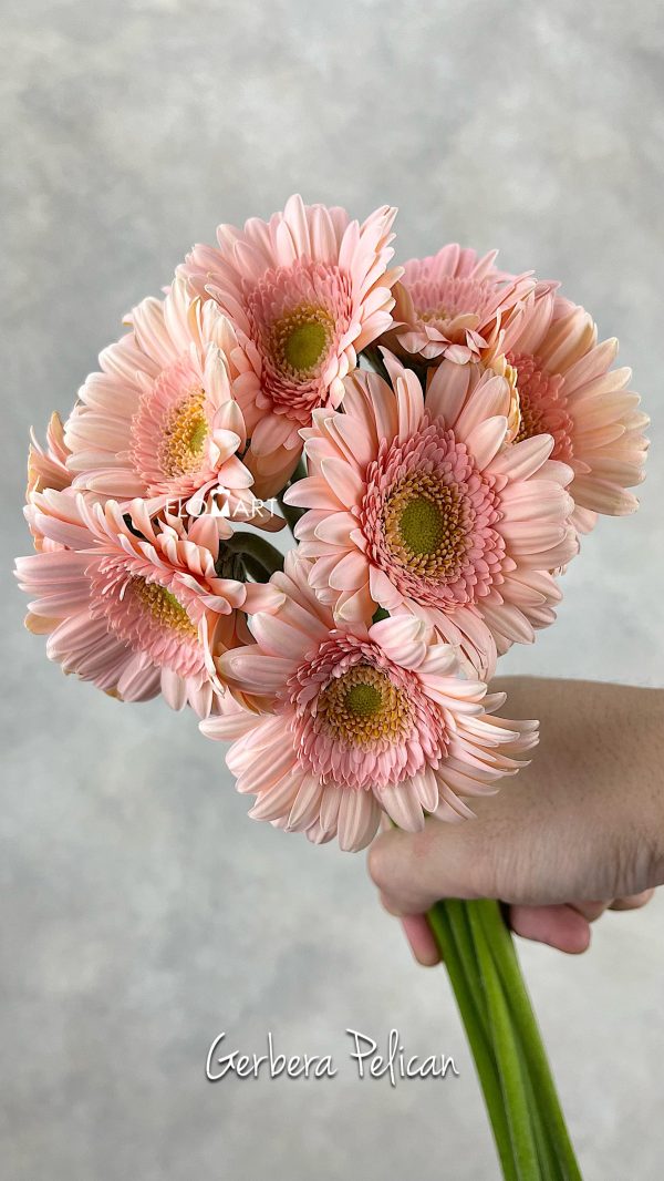 Gerbera Pelican