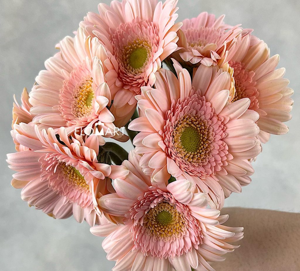Gerbera Pelican