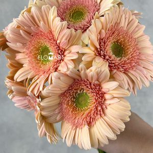 Gerbera Perlia - Image 2