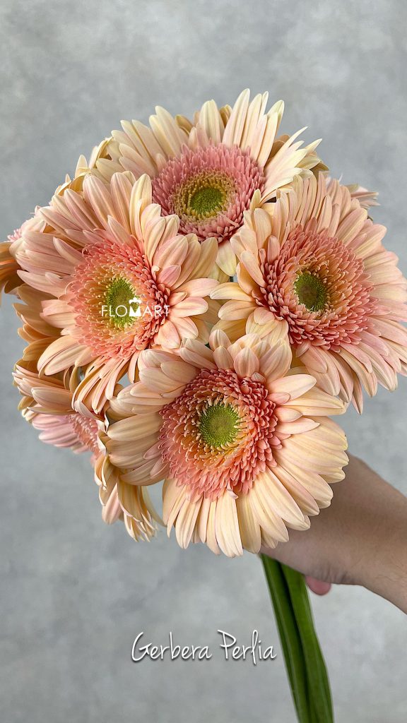 Gerbera Perlia