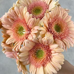 Gerbera Perlia