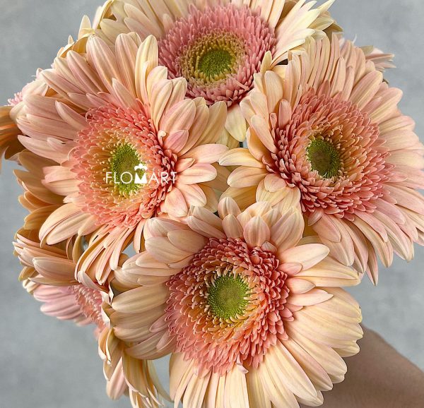 Gerbera Perlia Zoom Gerbera Perlia