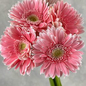 Gerbera Pop Art - Image 2