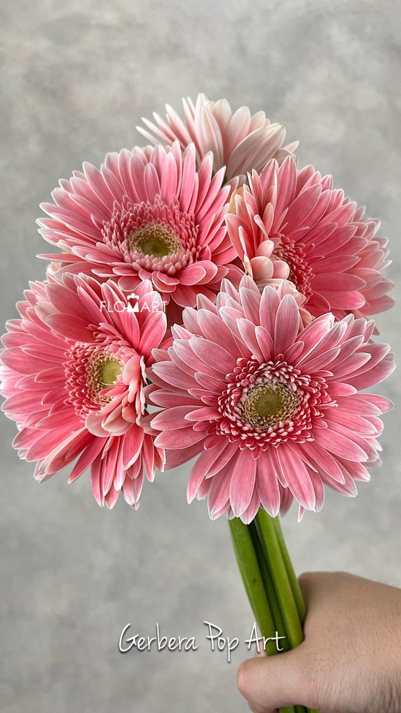 Gerbera Pop Art