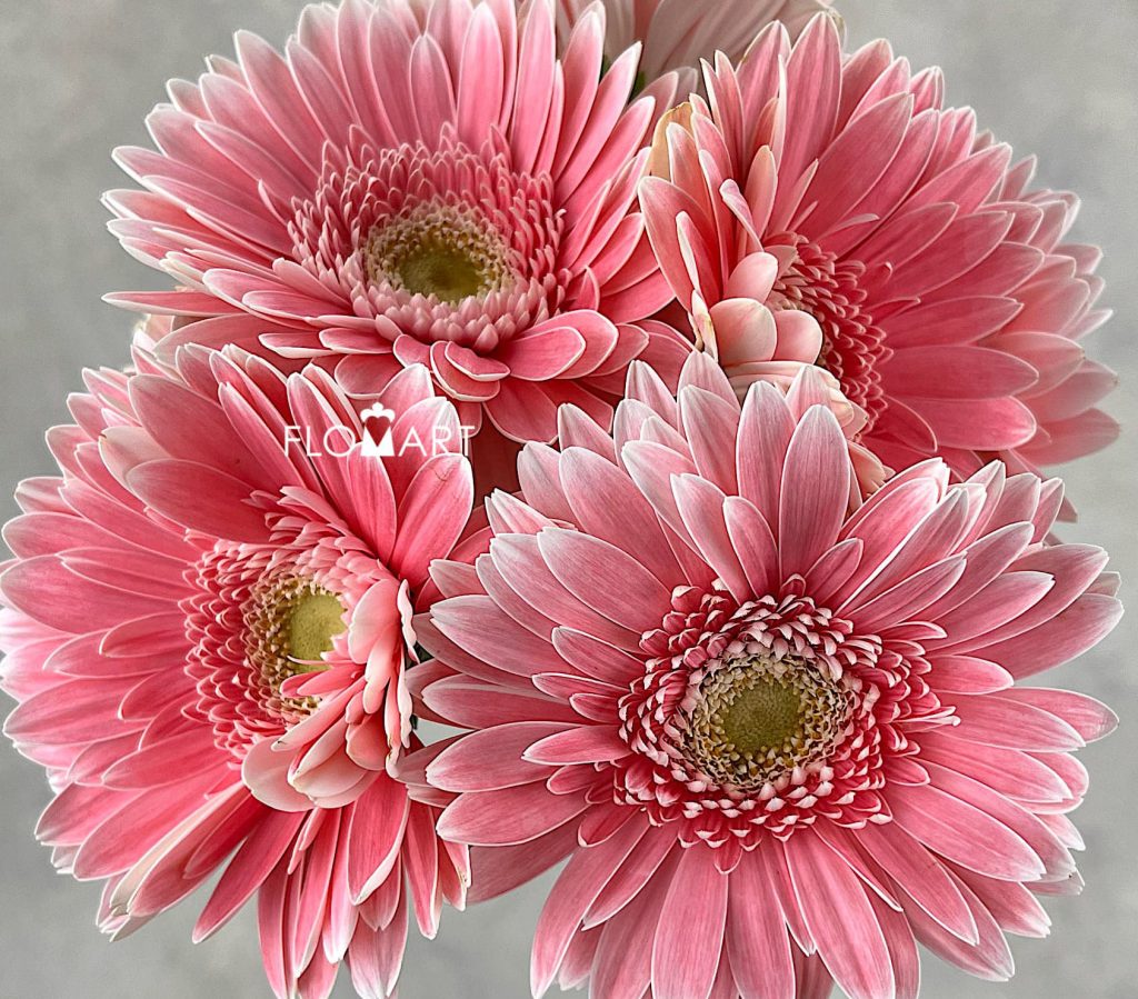 Gerbera Pop Art